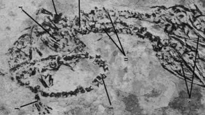 Dinosaur with two heads? Rare fossil discovery stuns scientists