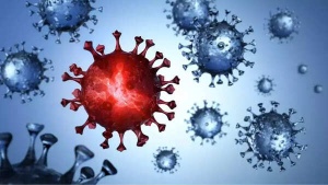 Why bats are a global concern for pandemics: A look at their role in past and emerging viruses