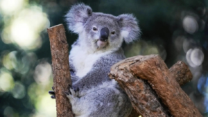 Australia Approves Groundbreaking Vaccine to Combat Chlamydia in Koalas, Aiding Species' Survival