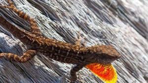 Invasive Lizards Thrive Despite Toxic Lead Levels in Urban Hotspot