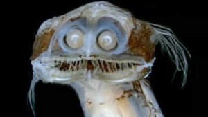 Telescopefish: Deep-Sea Predator's Binocular Vision and Iron-Clad Stomach Unveiled