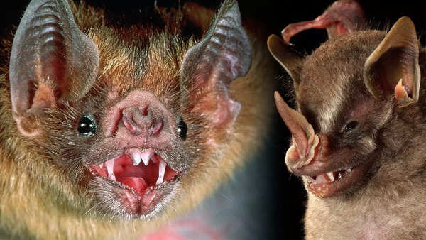 Why are bats linked to so many viral outbreaks